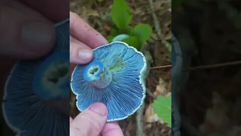 RARE Blue Colored Mushroom Found in the Forest. Indigo Milkcap. Bushcraft / Survival skills