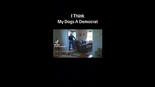 I Think My Dogs a Democrat (Parody Song)