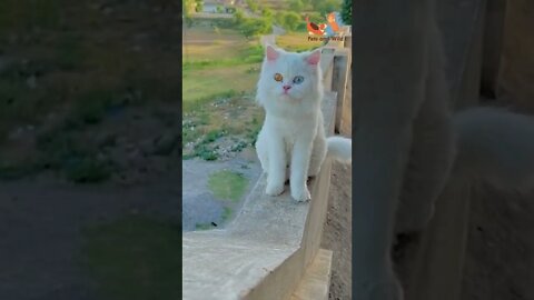 😹 cute white cat with beautiful eyes #catseyes #Petsandwild #cats2022