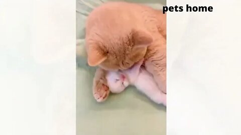 27 Cute Pet Clips