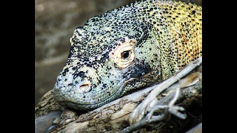 5 facts about Komodo dragons