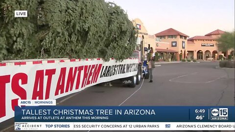 Tallest fresh Christmas tree in Arizona ready to be lifted into place in Anthem