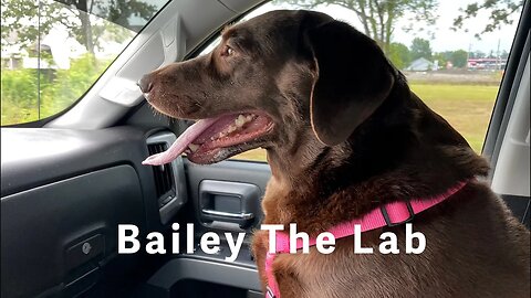 My #chocolatelab is my biggest fan! She was watching my videos on #youtube today and really into it.