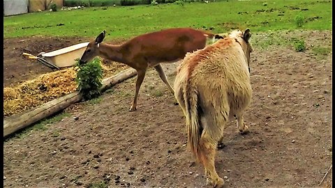 Wild Deer Comes To Visit Her Donkey Friend In Pasture Every Day