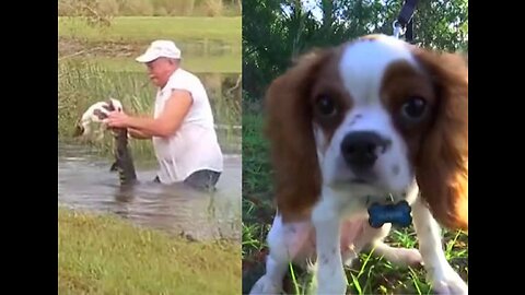 Homem luta com crocodilo para salvar cachorro