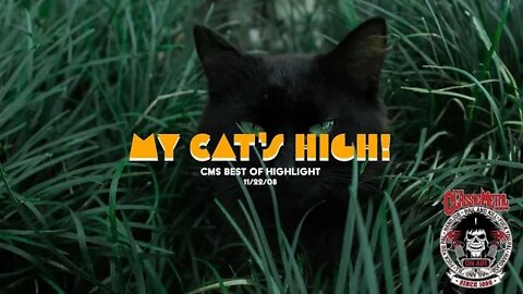 My Cat's High - 11-22-08