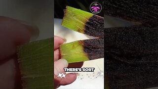 🌱🔪 DISSECTING a ROTTING 🔍👀 orchid pseudobulb | Let's check out the Rot! 🔍👀 #ninjaorchids #shorts