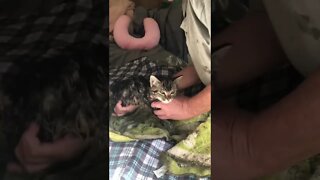 Feral kitten did first poop since being rescued and had a bath.