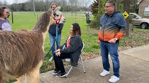 Our friends from Chicago visit our llama farm