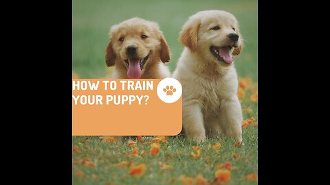 How To Train Your Puppy?