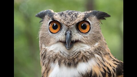 Great Horned Owl on the Hunt | Nat Geo Wild