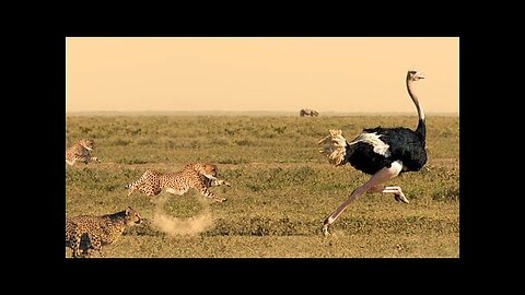 CHEETAHS vs OSTRICH: The Most UNBELIEVABLE Race You'll Ever See!
