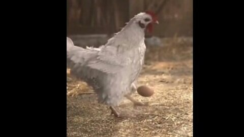 Funny Chicken | Wonderful Chicken playing with her Egg.