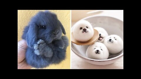 Cute baby animals Videos Compilation cute moment of the animals -AhmeeCreations