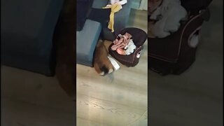 Cute jackweenie playing with her toy, making mess and hiding under the sofa, how good to be a dog