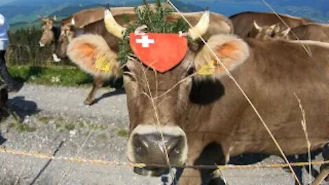 It is time to bring the cows home from the Swiss alps.
