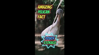 Amazing Pelican Fact | Pouch Storage #pelican #bird #pelicans