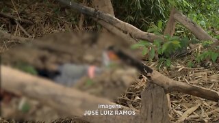 1º Homicídio do mês: Vítima atingida 10 vezes por disparos de arma de fogo no rosto em G. Valadares.