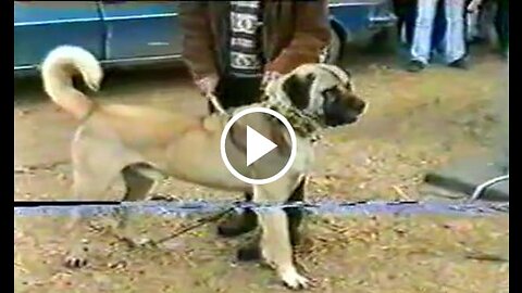 Giant Malakli Shepherd Dog