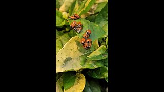 Ladybugs Making More Ladybugs - I Think The Aphids Are in Trouble