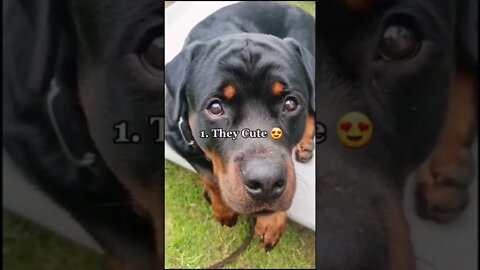 Thinking of getting a Rottweiler 🤔 Watch this First!