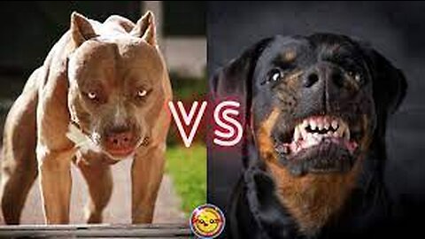 Rottweiler vs Pitbull Terrier Dog - Pitbull vs Rottweiler Real Fight