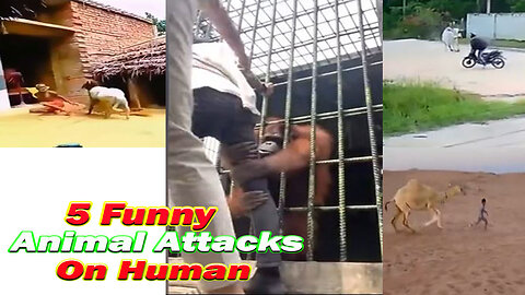 5 Funny Animal Attacks on Human videos.