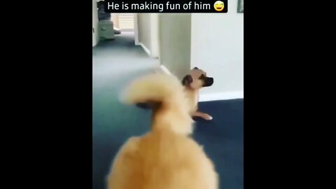 Dog funny video, animal funny video