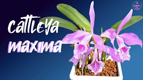 #GVOS2020 - Cattleya maxima