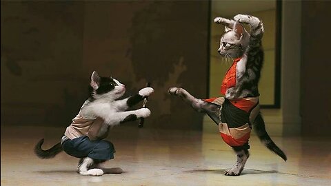 Cat fight 😅😅😅