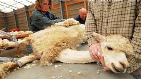 Amazing Alpaca Shearing Technique 🦙 - Alpaca Wool Processing in Factory - Harvesting Alpaca Fiber