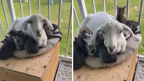 Caprine Cuteness: Heartwarming Goat Babysits a Playful Litter of Kittens!"