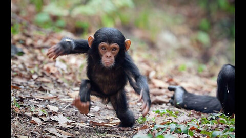 Baby Chimpanzees