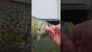 Catching Early Spring Crappies Under Boathouses! #shorts #fishingshorts