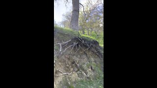 Oak Tree With Root Erosion