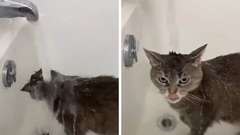 Cat takes a shower