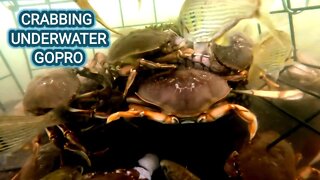 CRABBING UNDERWATER GoPro- GARIBALDI, OREGON