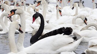 Why Is Ron Paul Warning of A Black Swan Event