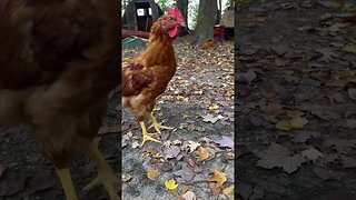 Look at these chicken FEET!! #animals #chickens #shorts