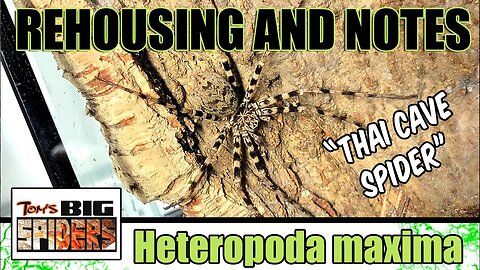 Heteropoda maxima "Thai Cave Spider" Rehouse and Update