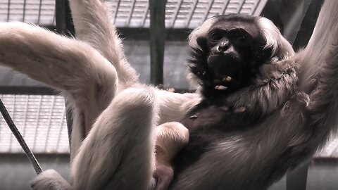 Introducing the cutest baby gibbon at Twycross Zoo