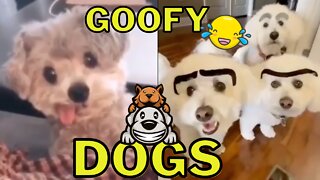 Goofy Dog Compilation Vol. 4 - Silly Doggies That Will Make You Laugh