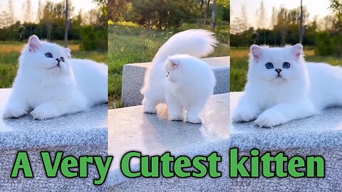 Cutest kittens video. ,, cute cats and kittens.