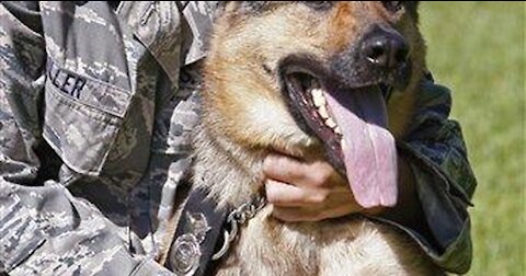 Pentagon Clarifies Whether U.S. Military Dogs Were Left to Die in Afghanistan