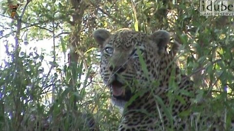 Big Male Leopard Feeding