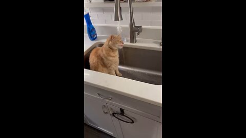 Cat drinks sink water