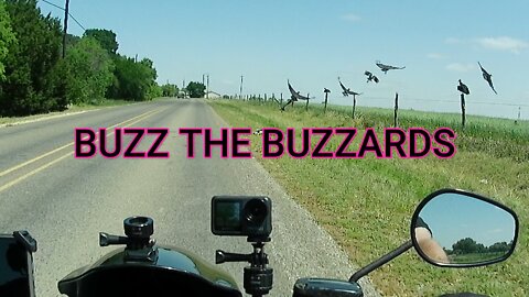 BUZZ THE BUZZARDS! #shorts #buzz #buzzards