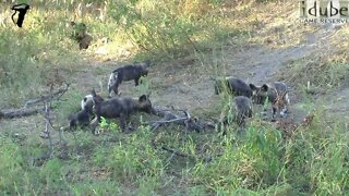 African Painted Wolf Puppies at their Den