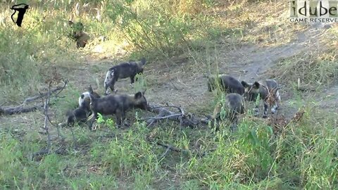 African Painted Wolf Puppies at their Den