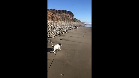 Rigatoni and Ollie back at the beach